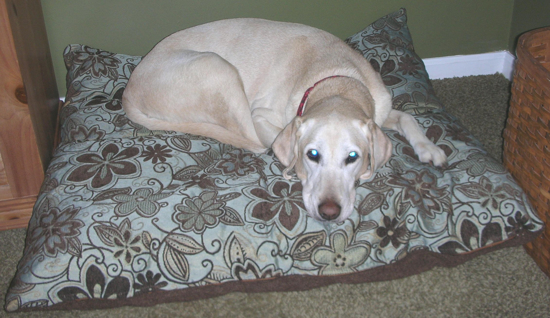 Picture of Cozy Pet Bed- Shredded Foam
