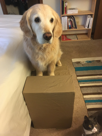 Picture of Pet Staircase