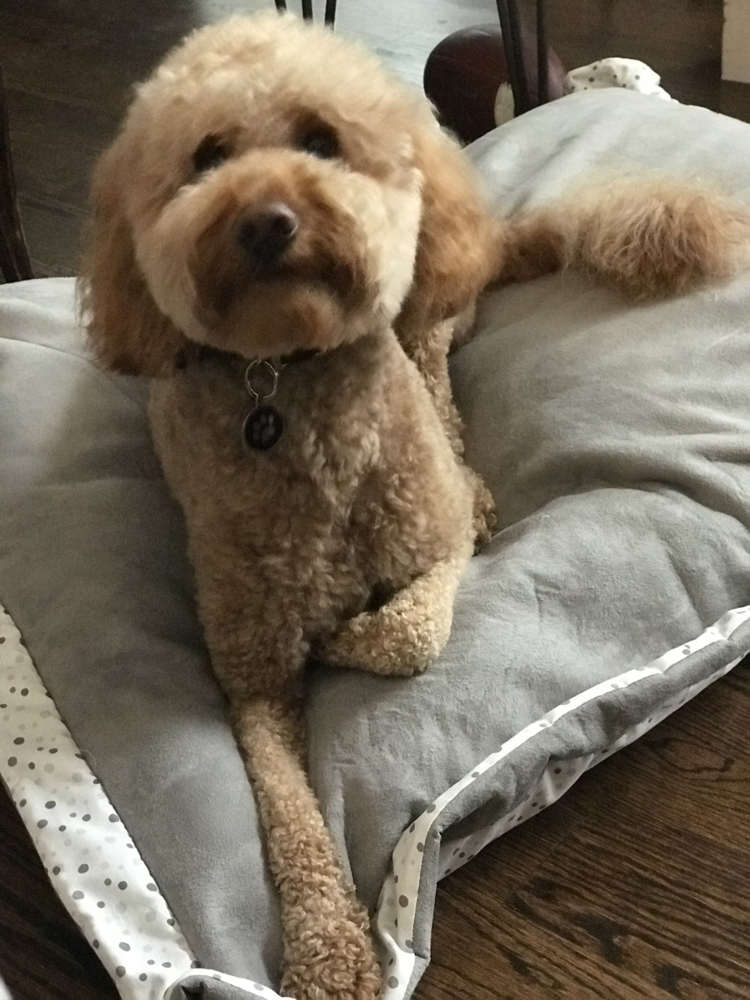 Pet Cushion Bed foam